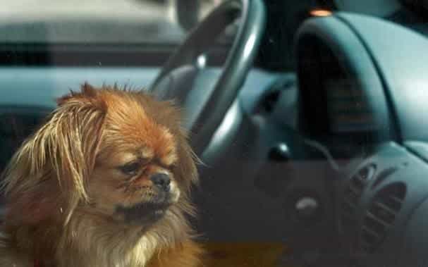 Así es el Modo Perro de Tesla