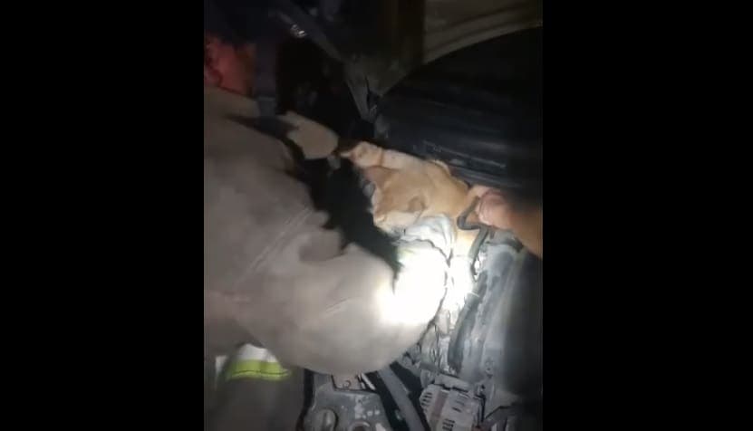 Captan enternecedor rescate de un gatito en Cancún