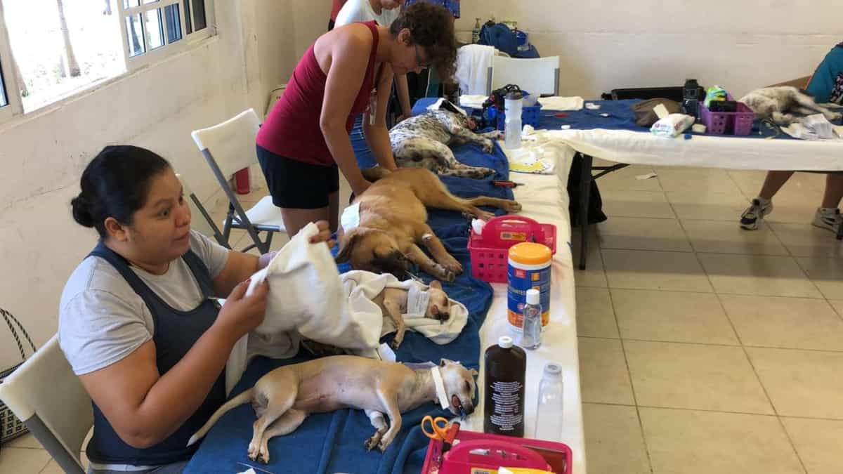 Inicia campaña de esterilización gratuita para mascotas en Playa del Carmen