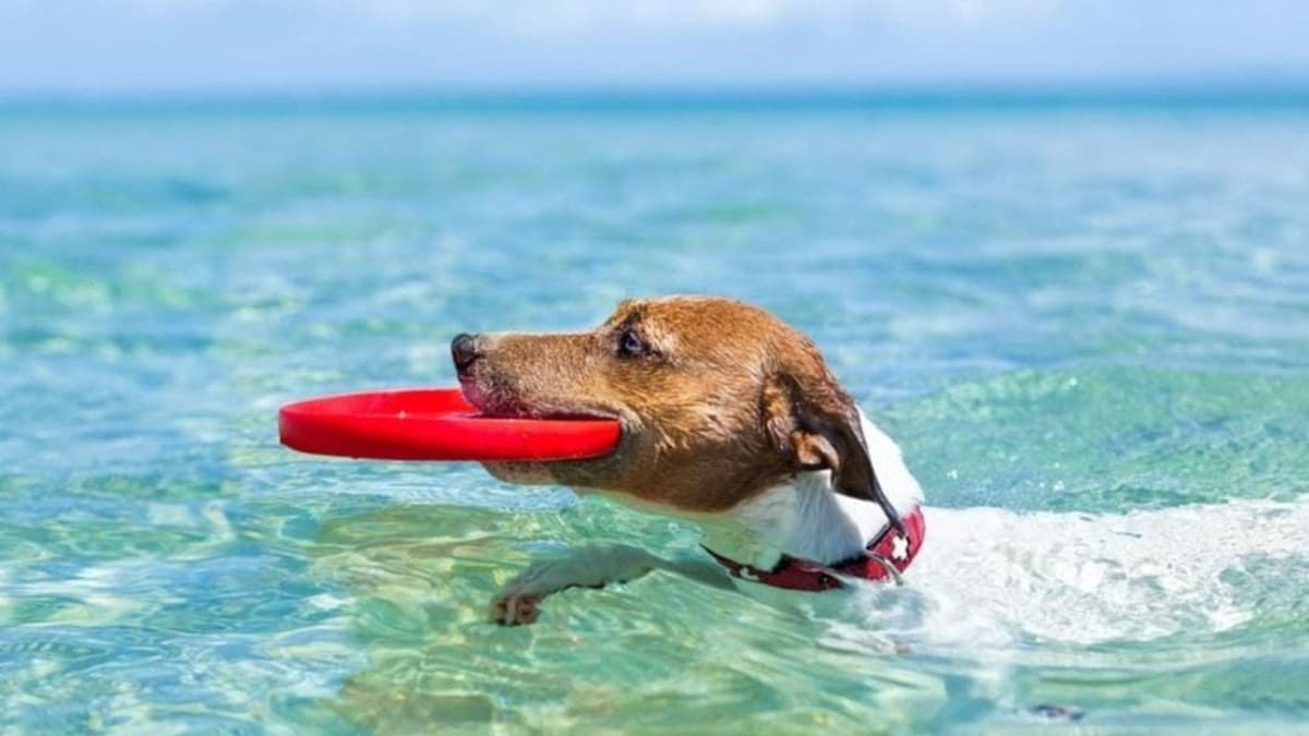 Playa para mascotas en Solidaridad podría ser en un arenal que no tenga Blue Flag