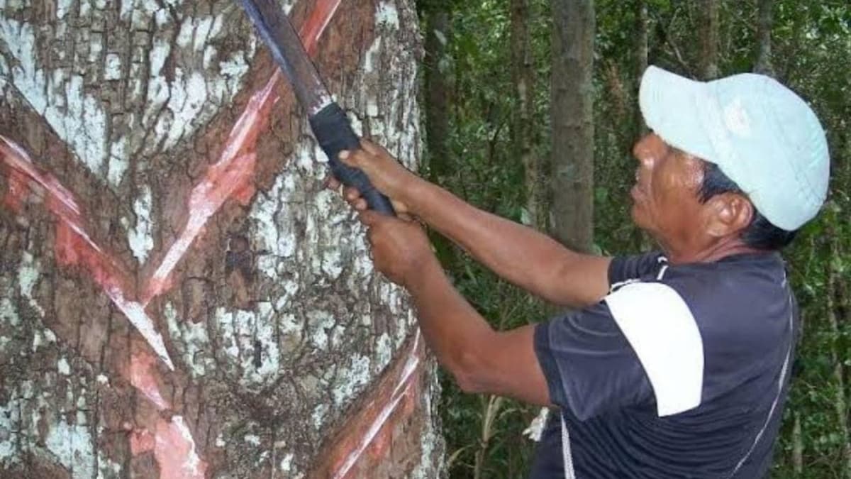 Buscan promover las zonas chicleras como un atractivo turístico