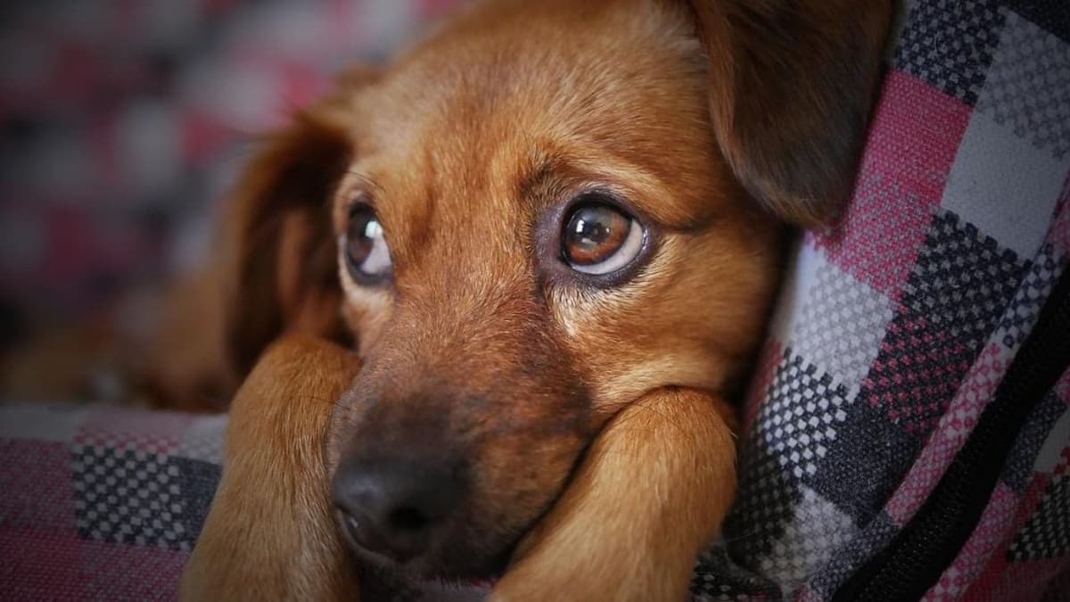 Hasta 9 de cada 10 cachorros acaban en la calle; por ello hay que esterilizar, alerta activista