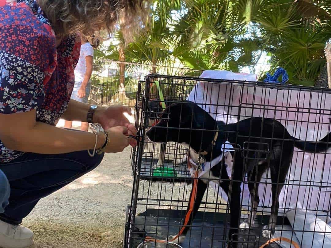 Tras pandemia, aumenta interés de la población por esterilizar a perros y gatos en Playa del Carmen