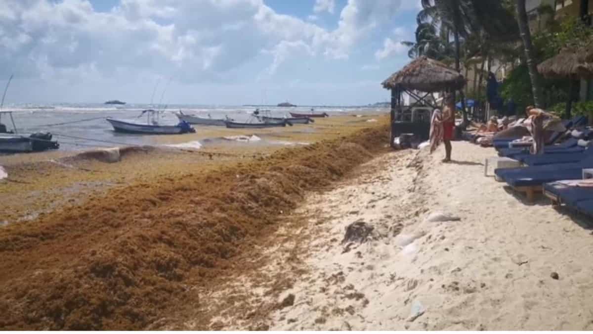 Zofemat trabaja a marchas en Playa del Carmen por la llegada de sargazo: Lili Campos