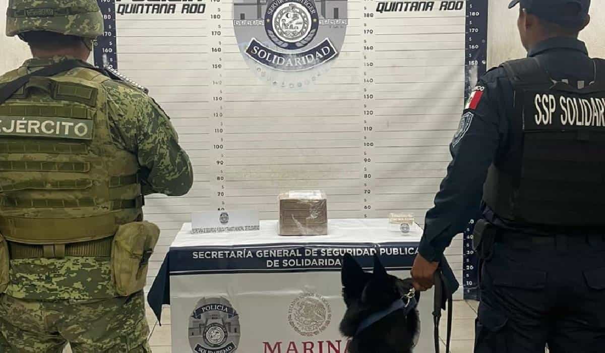 Detectan cajas con droga en paquetería de Playa del Carmen