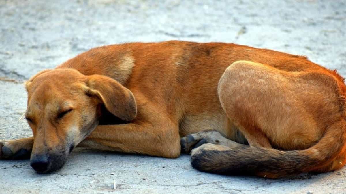 Activistas alertan que habría hasta 40 mil perros callejeros en Playa del Carmen