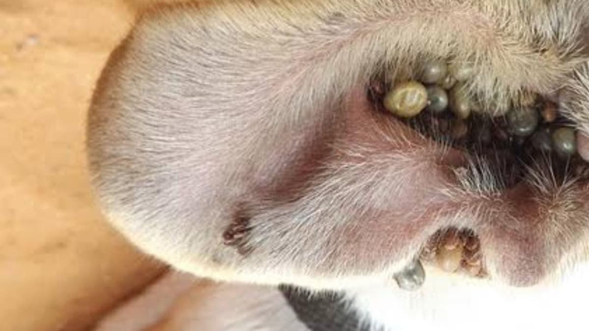 Denuncian plaga de garrapatas en Villas del Sol de Playa del Carmen