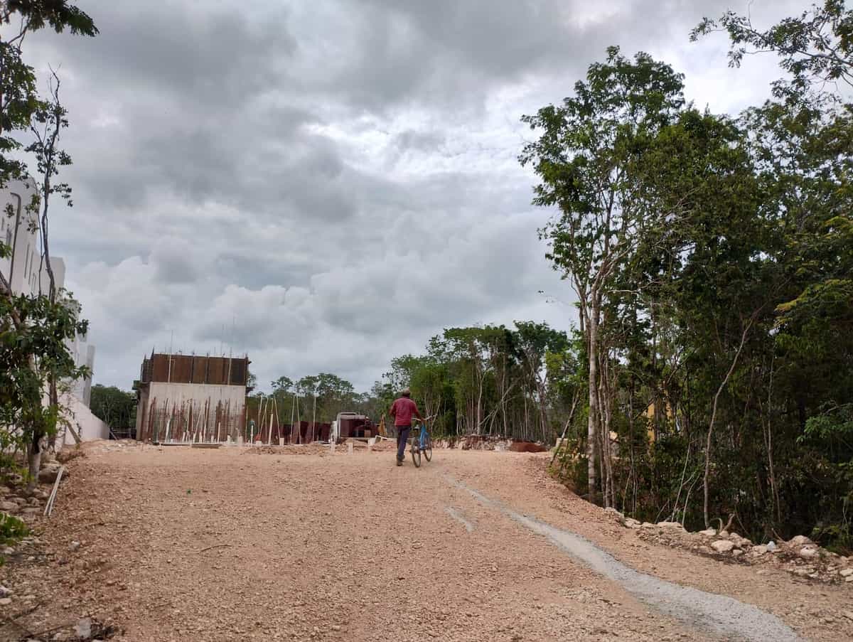 Denuncian tala de árboles detrás de fraccionamiento en Playa del Carmen