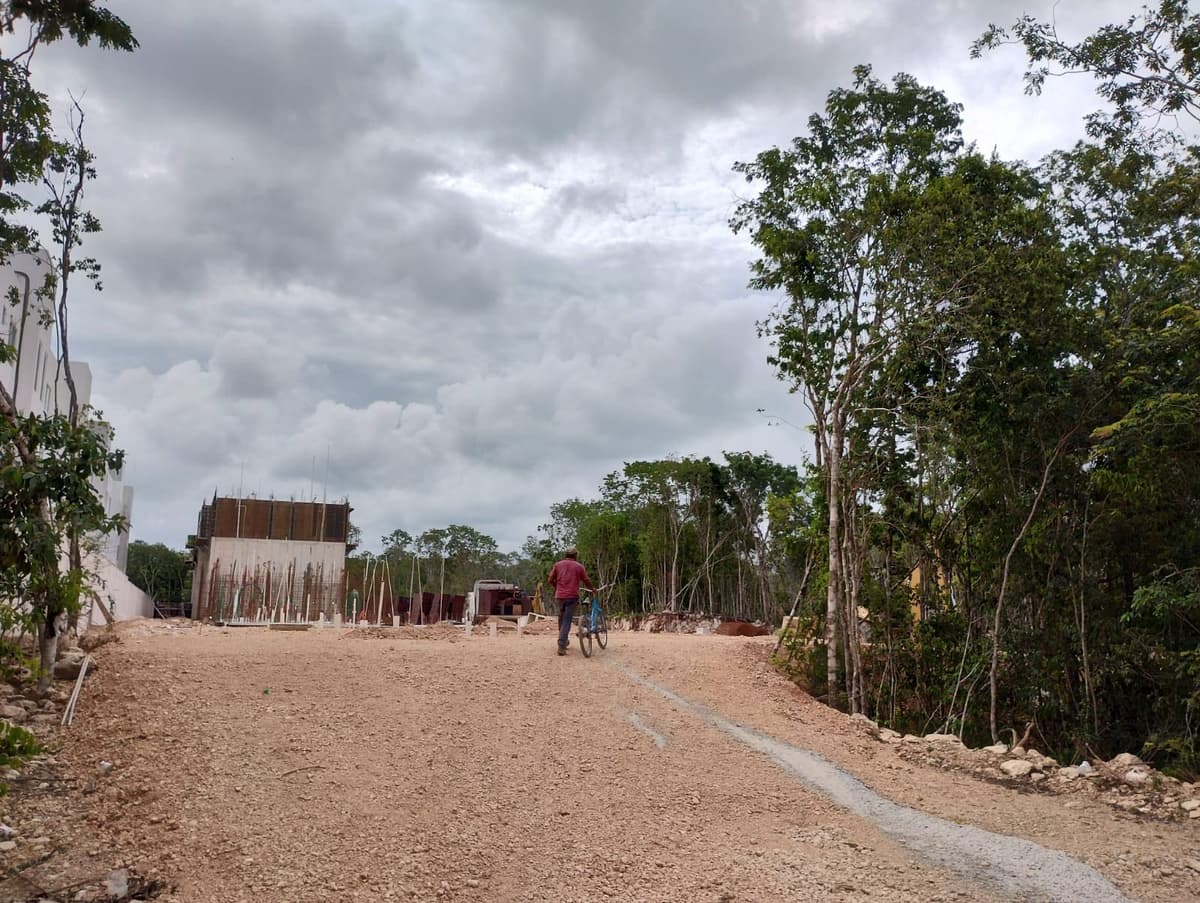 Denuncian tala de árboles detrás de fraccionamiento en Playa del Carmen