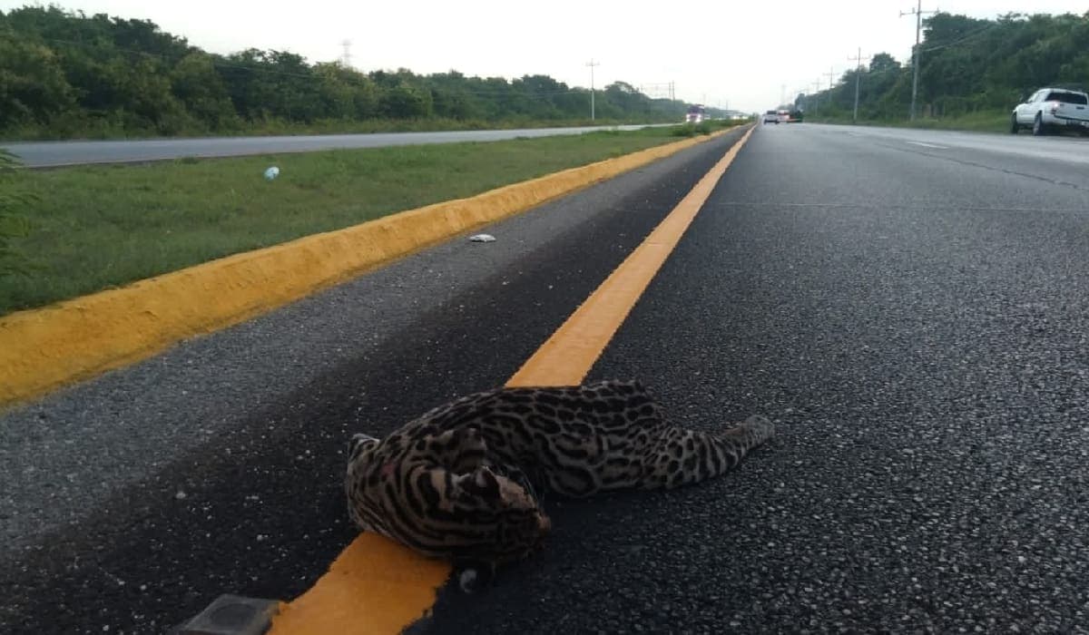 Atropellan a ocelote en el tramo carretero Playa del Carmen-Tulum