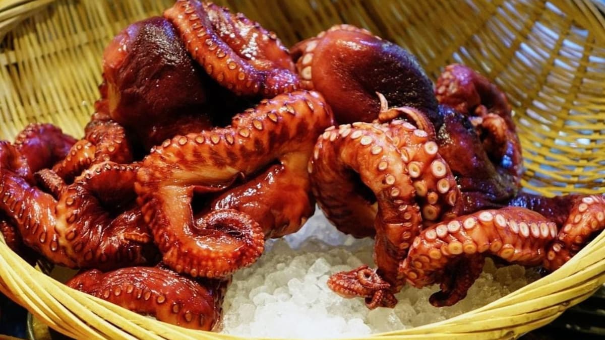 Pescadores de Playa del Carmen no cuentan con permisos para captura masiva de pulpo