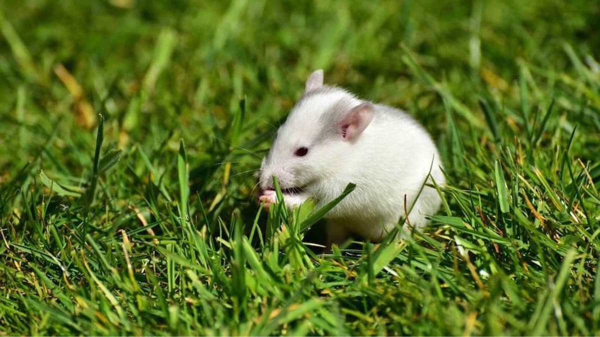 ¡Adopta una ratita! Abandonan en Playa del Carmen a ratas blancas de laboratorio y ahora buscan hogar