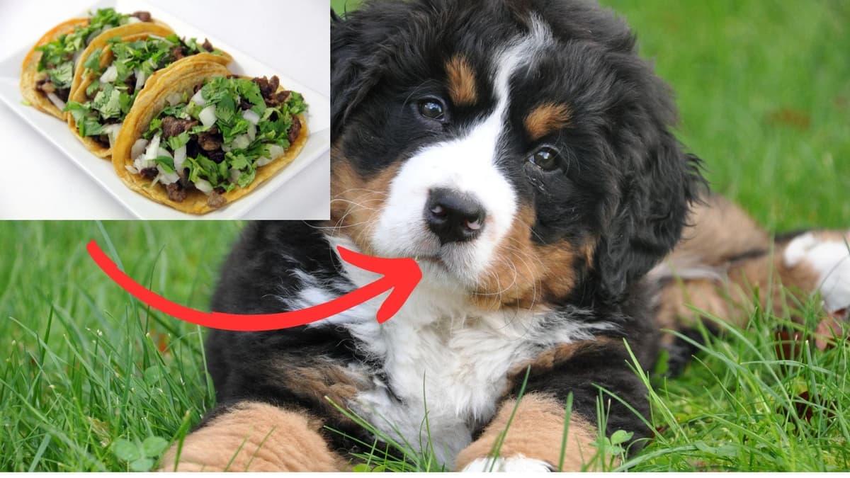 ¿Tacos de lomito? Encuentran dos cabezas de perro y una de borrego en basura de puestos de barbacoa en Playa del Carmen