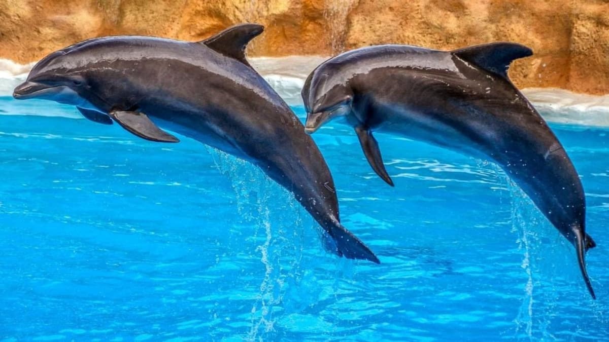 Proponen activistas que delfinarios se vuelvan corrales en el mar y así no tengan que cerrar