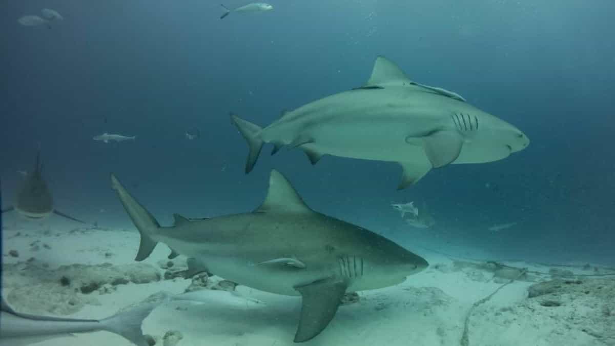 A punto de iniciar, temporada de tiburón toro en Playa del Carmen; es inofensivo pero recomiendan no acercarse
