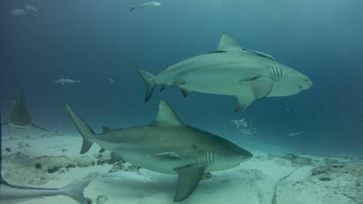 A punto de iniciar, temporada de tiburón toro en Playa del Carmen; es inofensivo pero recomiendan no acercarse