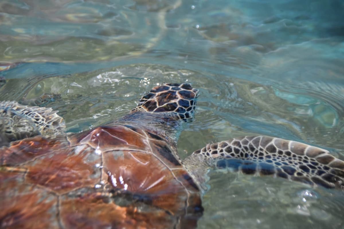Continúa el arribo de tortugas en Playa del Carmen pese a que la temporada ya concluyó