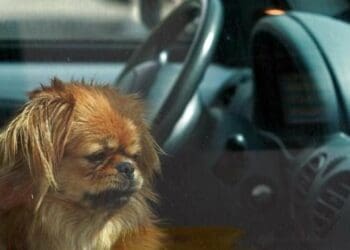 Así es el Modo Perro de Tesla