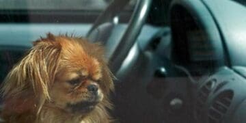 Así es el Modo Perro de Tesla