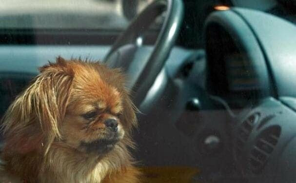 Así es el Modo Perro de Tesla