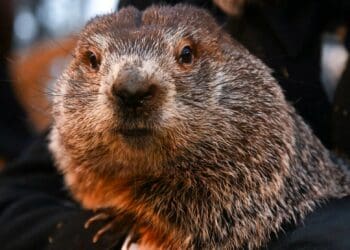 VIDEO: Muere la marmota Milltown Mel justo antes del Día de la Marmota