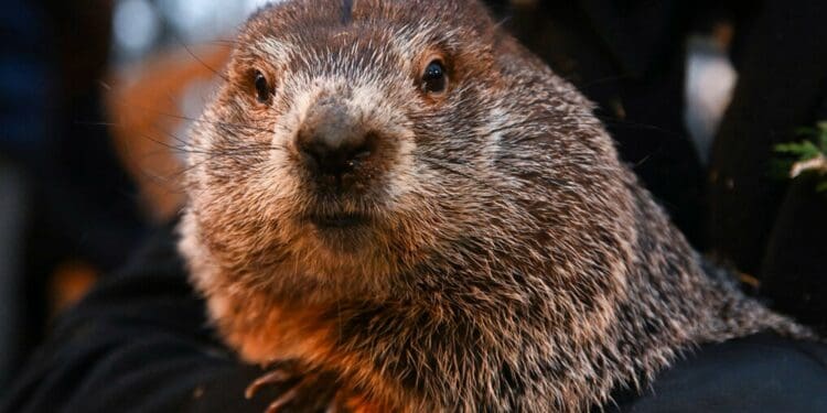 VIDEO: Muere la marmota Milltown Mel justo antes del Día de la Marmota