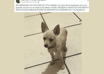 Abuelita ofrece una pizza como recompensa para encontrar a perrito de sus nietos