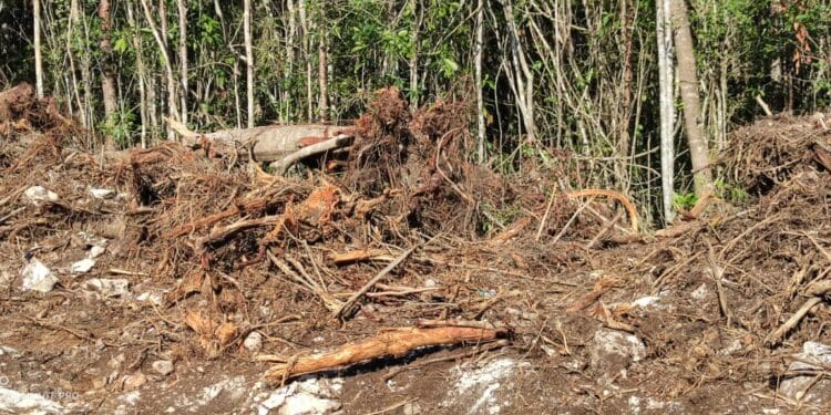 Estiman devastación de más de ocho mil árboles por nuevo trazo del Tren Maya en Solidaridad