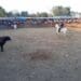Realizarán corrida de toros en Kantunilkín, con amparo
