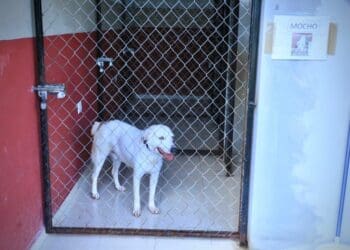 Buscan mejorar el servicio del Centro de Bienestar Animal de Solidaridad