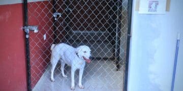 Buscan mejorar el servicio del Centro de Bienestar Animal de Solidaridad