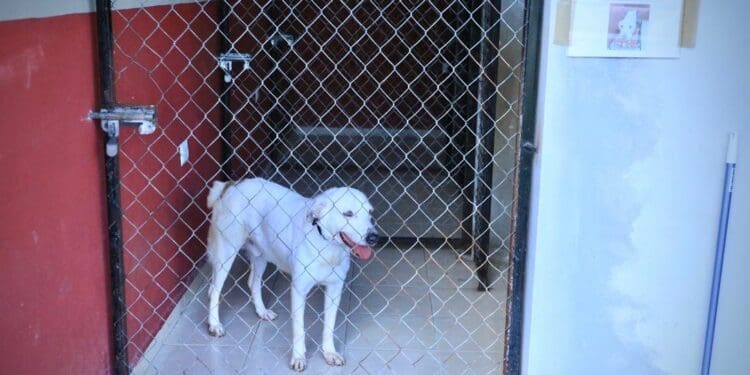 Buscan mejorar el servicio del Centro de Bienestar Animal de Solidaridad