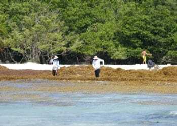 Toman medidas para atender primer arribazón de sargazo