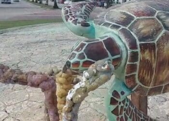 Asegura secretario municipal que tortugas de fuente en Playa del Carmen fueron robadas