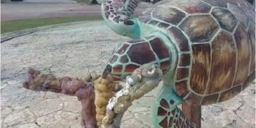 Asegura secretario municipal que tortugas de fuente en Playa del Carmen fueron robadas