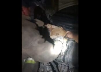 Captan enternecedor rescate de un gatito en Cancún