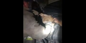 Captan enternecedor rescate de un gatito en Cancún
