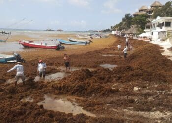 Padecen costas de Solidaridad primer arribazón de sargazo de la temporada