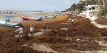 Padecen costas de Solidaridad primer arribazón de sargazo de la temporada
