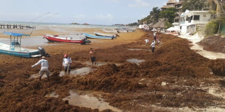Padecen costas de Solidaridad primer arribazón de sargazo de la temporada
