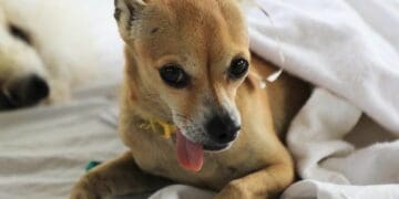 Inicia campaña de vacunación antirrábica a mascotas en Solidaridad