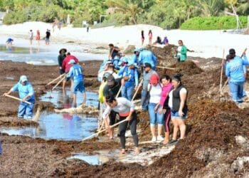 Realizan segunda jornada de limpieza de sargazo en Playa del Carmen