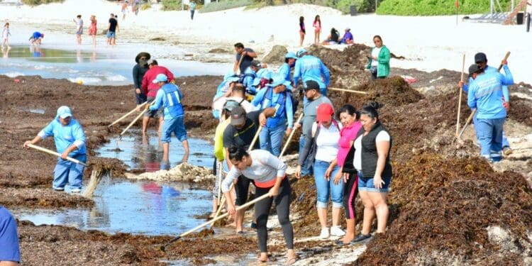 Realizan segunda jornada de limpieza de sargazo en Playa del Carmen