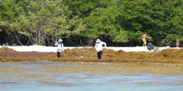 Clima no permite la instalación de barrera sargacera