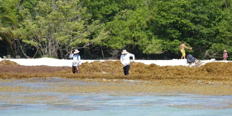 Clima no permite la instalación de barrera sargacera