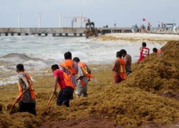 Fincan como nueva sanción administrativa la recolección de sargazo en Solidaridad
