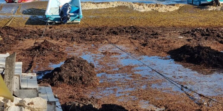 Lamenta líder hotelero actuación tarde de la Marina ante sargazo