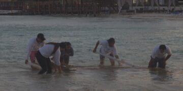 No se detiene la recolecta de sargazo