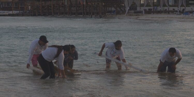 No se detiene la recolecta de sargazo