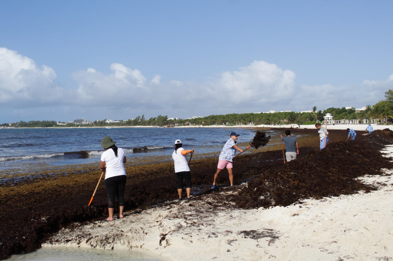 Jornada de limpieza de sargazo en Punta Esmeralda